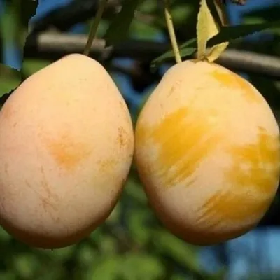 Слива ВАШИНГТОН в Коломне