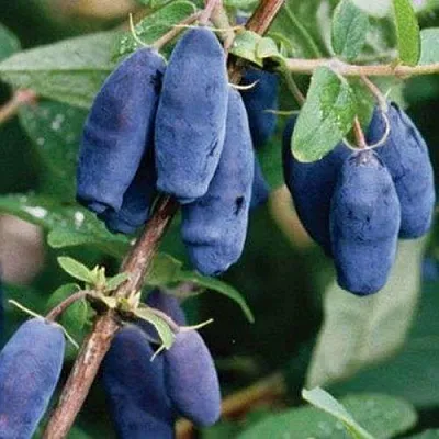 Жимолость съедобная ЛАЗУРНАЯ в Коломне