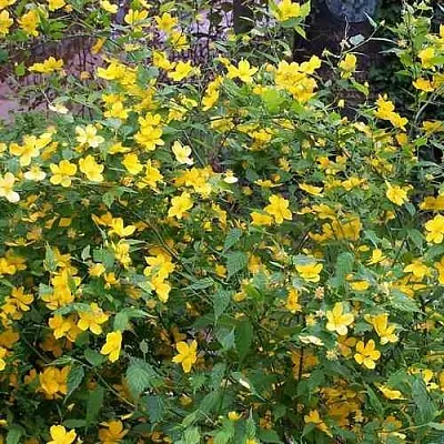 Керрия японская ГОЛДЕН ГИНЕЯ в Коломне