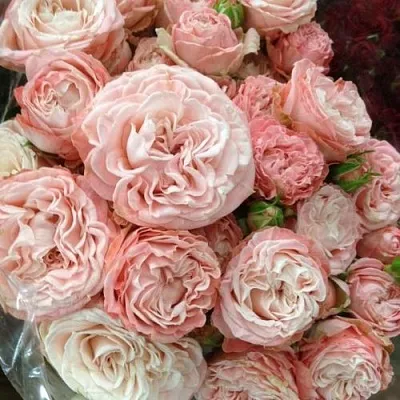 Саженцы роз МАДАМ БОМБАСТИК спрей  Саженцы роз МАДАМ БОМБАСТИК спрей в Коломне