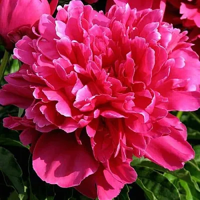 Пион ВИКТУАР ДЕ ЛА МАРН травянистый  Пион ВИКТУАР ДЕ ЛА МАРН травянистый в Коломне