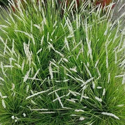 Сейслерия ОСЕННЯЯ в Коломне