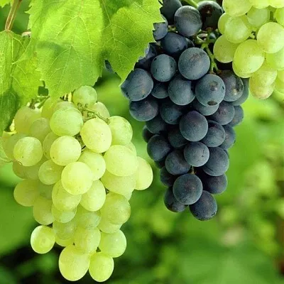 Столовый  Столовый в Коломне