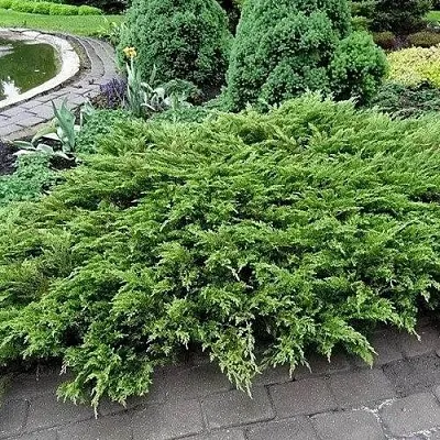 Можжевельник РОКЕРИ ДЖЕМ казацкий  Можжевельник РОКЕРИ ДЖЕМ казацкий в Коломне