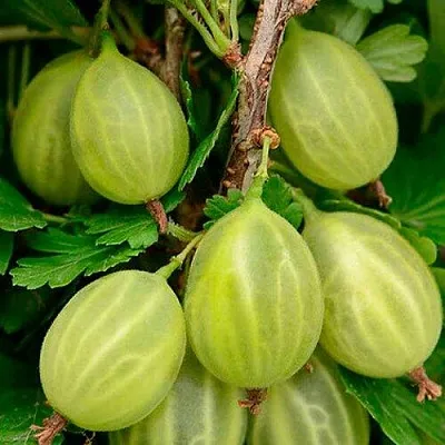 Крыжовник УРАЛЬСКИЙ ИЗУМРУД в Коломне