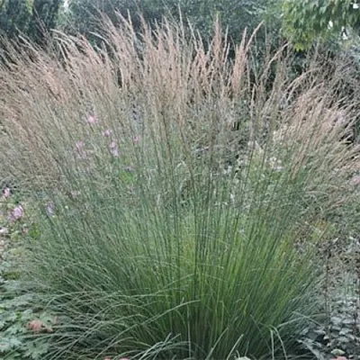 Молиния ХАЙДЕБРАУТ голубая в Коломне