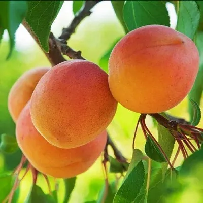 Абрикос ДЕБЮТ  Абрикос ДЕБЮТ в Коломне