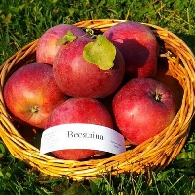 Яблоня ВЕСЯЛИНА в Коломне