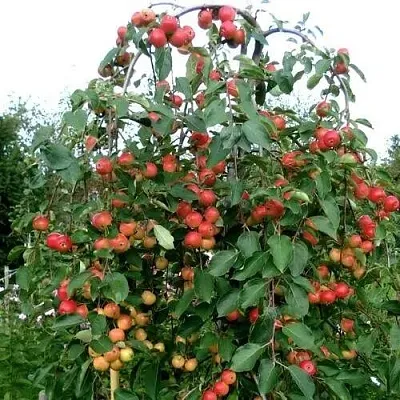 Яблоня ХЮВИНГИЕНЗИС декоративная в Коломне