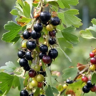 Смородина золотистая ПЛОТНОМЯСАЯ  Смородина золотистая ПЛОТНОМЯСАЯ в Коломне