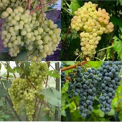 Комплект ВИНОГРАДНАЯ РАДУГА в Коломне