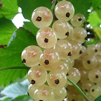 Смородина белая ЮТЕРБОРГСКАЯ  Смородина белая ЮТЕРБОРГСКАЯ в Коломне