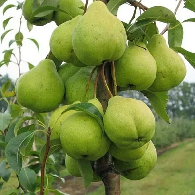 Груша ДЕКОР колонновидная  Груша ДЕКОР колонновидная в Коломне