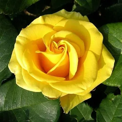 Саженцы роз ПАПИЛОН чайно-гибридная в Коломне