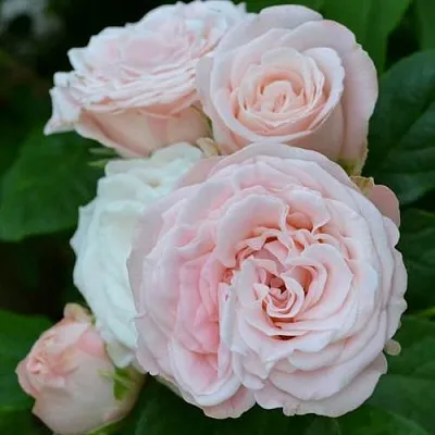 Саженцы роз БОМБАСТИК спрей  Саженцы роз БОМБАСТИК спрей в Коломне