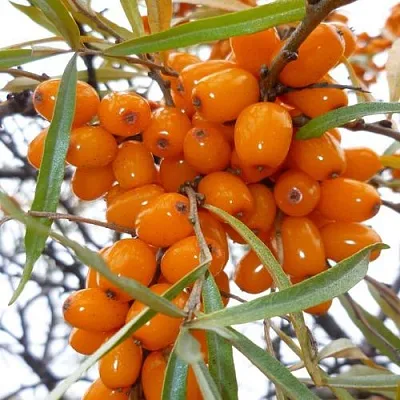 Облепиха КОСТЕР  Облепиха КОСТЕР в Коломне