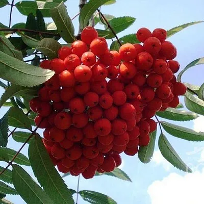 Рябина САХАРНАЯ ПЕТРОВА сладкоплодная в Коломне