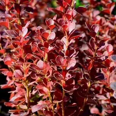 Барбарис ВУЛКАНО тунберга в Коломне