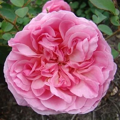 Саженцы роз ХАЙДИ ХОЛЛ английская  Саженцы роз ХАЙДИ ХОЛЛ английская в Коломне