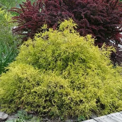 Кипарисовик ГОЛДЕН МОП горохоплодный  Кипарисовик ГОЛДЕН МОП горохоплодный в Коломне