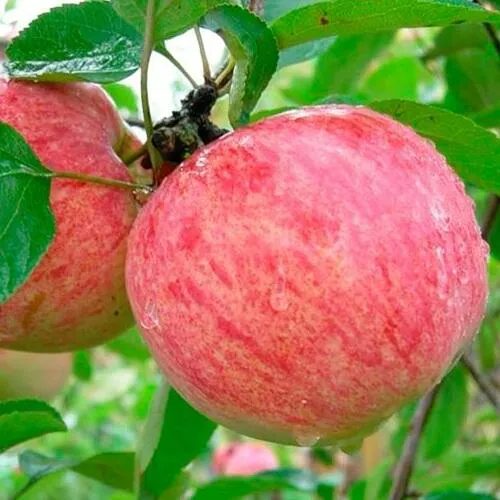 Яблоня КОРИЧНОЕ ПОЛОСАТОЕ в Коломне