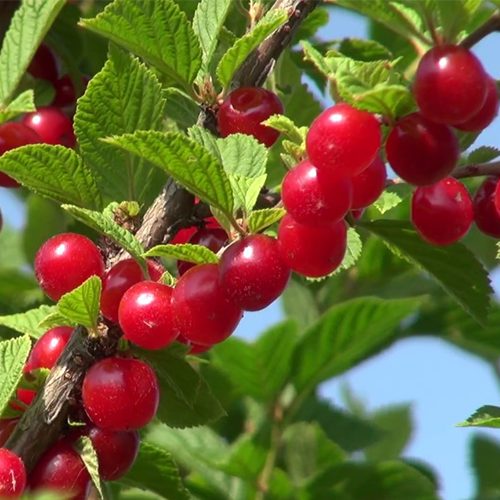 Вишня ЦАРЕВНА войлочная в Коломне