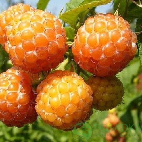 Малина КУМБЕРЛЕНД желтая в Коломне