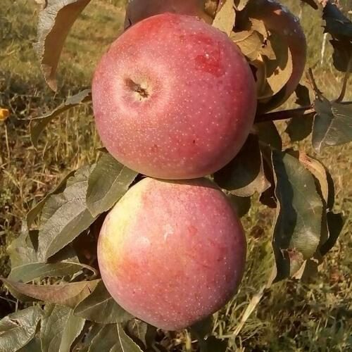 Яблоня АКСАМИТ в Коломне