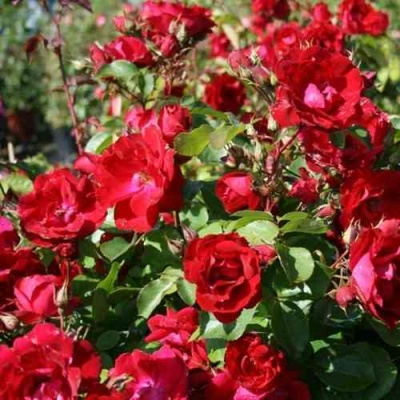 Роза ЧАМПЛЕЙН флорибунда в Коломне