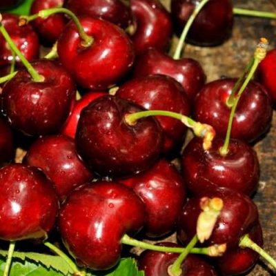 Черешня САММИТ в Коломне