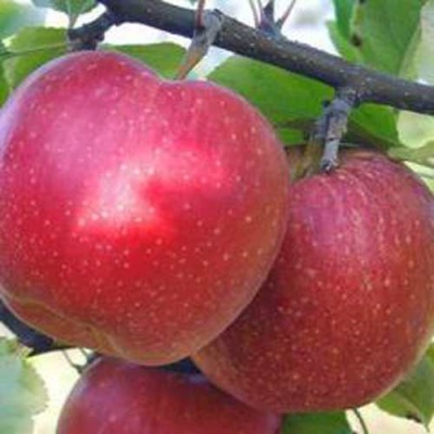 Яблоня АПОРТ в Коломне