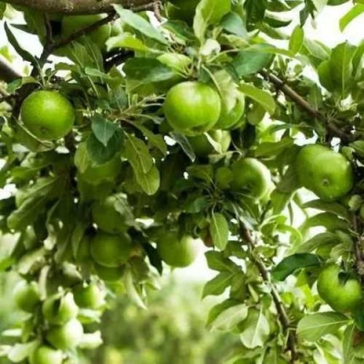 Яблоня ГРЕННИ СМИТ в Коломне