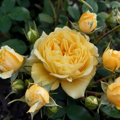 Роза флорибунда в Коломне