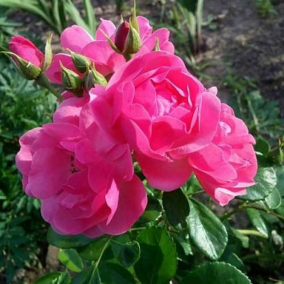Роза АНГЕЛА флорибунда в Коломне