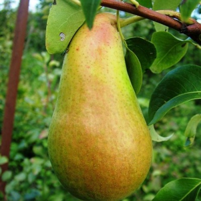 Груша АМФОРА в Коломне