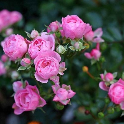 Роза полиантовая в Коломне