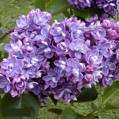 Сирень АМИ ШОТТ в Коломне