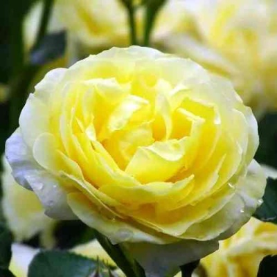 Роза КОМТЕСС ДЮ БАРИ флорибунда  в Коломне