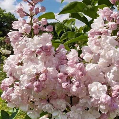 Сирень КРАСАВИЦА МОСКВЫ в Коломне
