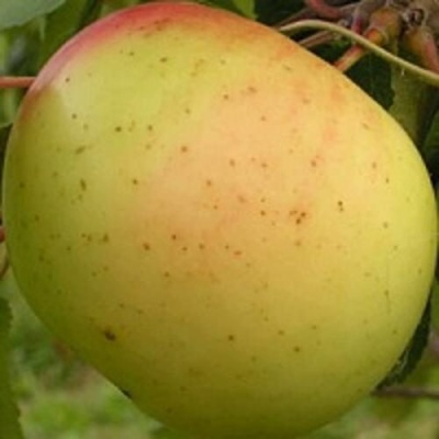 Яблоня БАНАНОВОЕ в Коломне