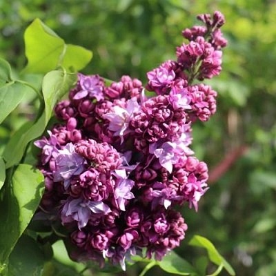 Сирень МАРШАЛ МАЛИНОВСКИЙ в Коломне