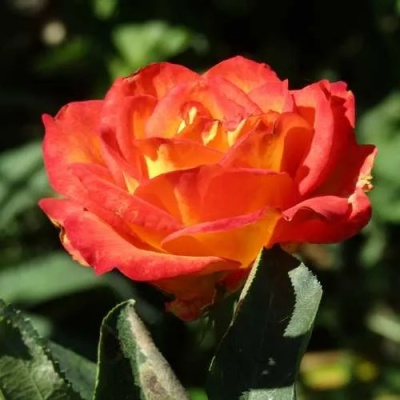 Роза ЛИНА чайно-гибридная  в Коломне
