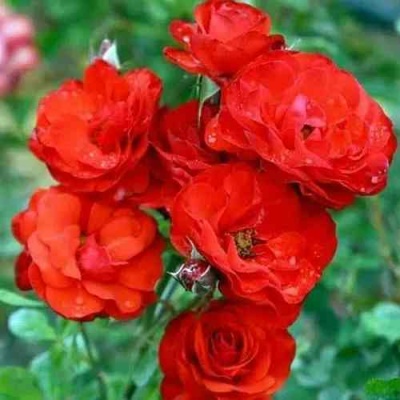 Роза ФАЙЕР КИНГ спрей  в Коломне