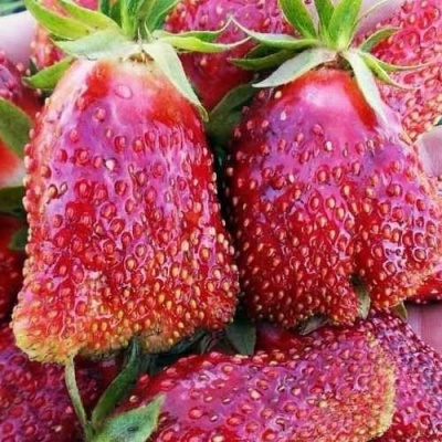 Клубника КУПЧИХА в Коломне