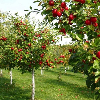 Плодовые деревья в Коломне
