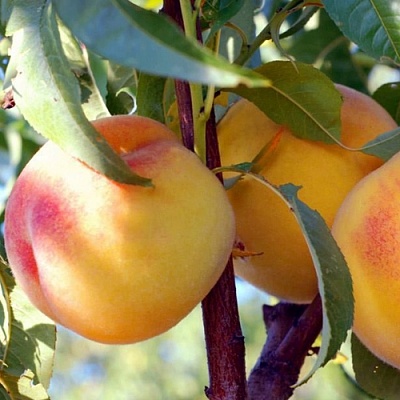 Персики в Коломне