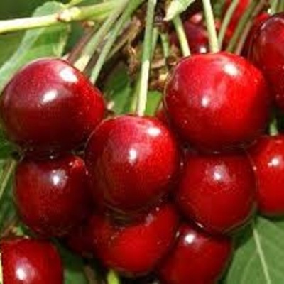 Черешня МИНЧАНКА в Коломне