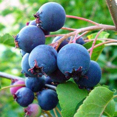Ирга ПЕМБИНА в Коломне