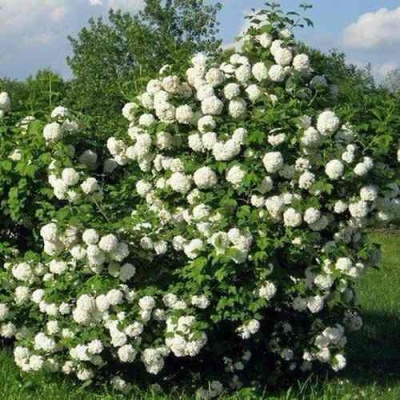 Калина БУЛЬДЕНЕЖ в Коломне