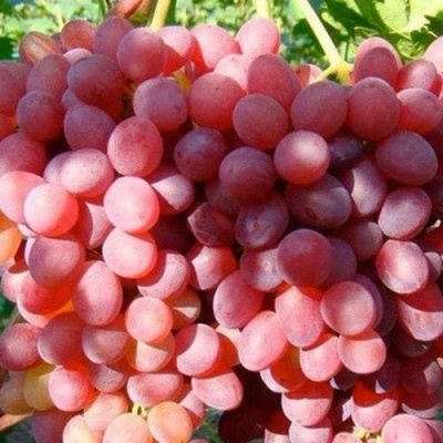 Виноград КИШМИШ КРАСНЫЙ в Коломне